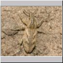 Cleonus piger - Distelgallenruessler 01e 13mm.jpg